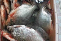 厦门鱼友爆料完整视频