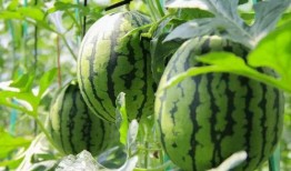 新人免费0元吃瓜,新人专享的吃瓜盛宴！