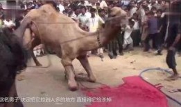 小驴爆料实拍视频大全,揭秘生活瞬间，视频大全精彩呈现