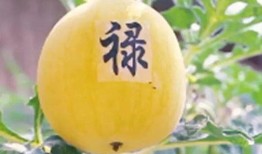 吃五月瓜视频大全集免费观看,免费畅享美味时光