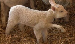 恩师灰小羊爆料女主视频,女主视频背后的惊人真相