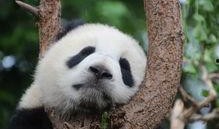 娱乐吃瓜大熊猫视频大全,萌态百出，欢乐无限