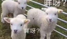 恩师灰小羊爆料女主视频,女主视频背后的惊人真相