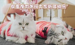 河南都市爆料猫咪新闻事件,温情救助背后的感人故事