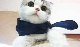 河南都市爆料猫咪新闻事件,温情救助背后的感人故事