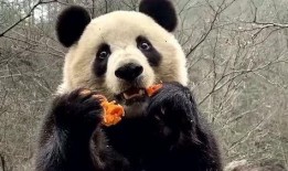 娱乐吃瓜大熊猫视频大全,萌态百出，欢乐无限