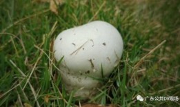 娱乐吃瓜酱买房送女朋友,甜蜜送女友惊喜大礼