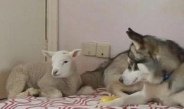 恩师灰小羊爆料女主视频,女主视频背后的惊人真相