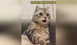 网红猫一杯吃瓜,萌态十足引网友热议